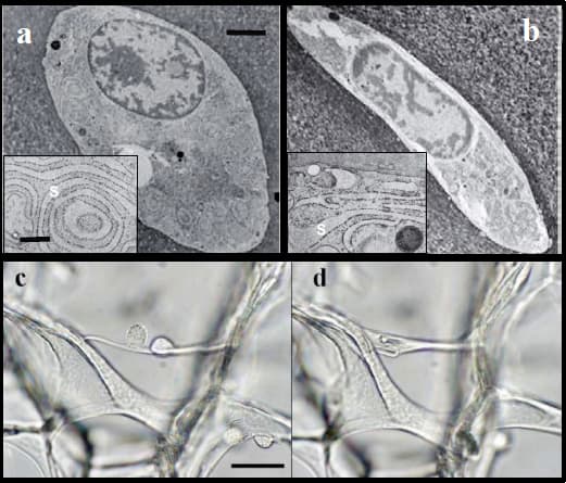 A collage of three cell types, highlighting the effects of mechanical forces on their structure and function.