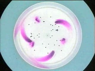Photo of an anticyclone from a tank experiment.