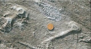 a photogrpah of 560 million year old fossils. A coin is placed next to the fossils for scale.