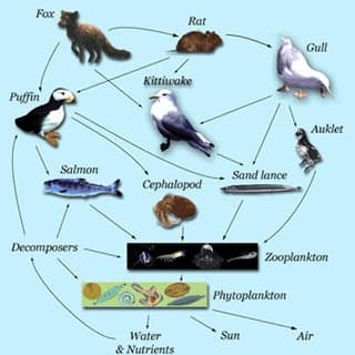 A food web diagram. The diagram links several species of animals together according to which eats which.