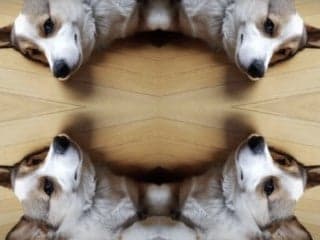 An image of a corgi, reflected upon itself multiple times.