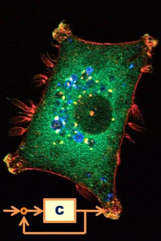 A photograph of a cell, colored by fluorescence.