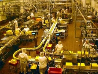 Workers dressed in white stand at various stations along a winding conveyor belt carrying bricks of yellow cheese to be sliced, inspected, and packaged.