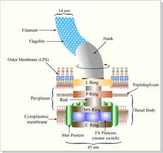 Diagram of the flagellar rotary motor that propels E. coli.
