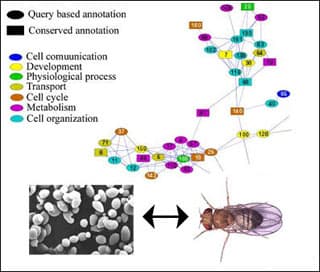 Map of protein-protein interaction pathways in yeast and fruit fly - figure 4 from Shlomi et al., 2006.