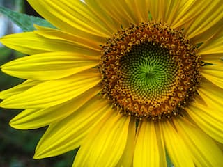 Closeup of sunflower petals and seeds.