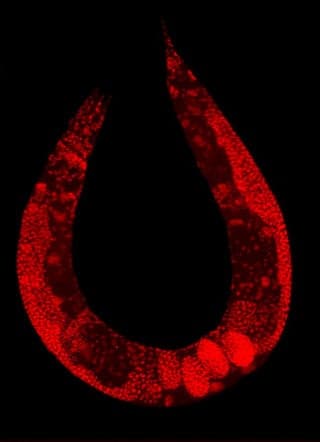 A magnified view of the roundworm C. elegans, appearing as a U-shaped curve, and stained in red.