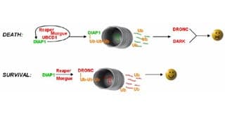 Diagrams of processes for cell death and cell survival.