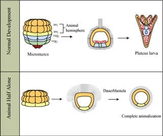 A diagram demonstrating normal vs. animal half alone development of a sea urchin.
