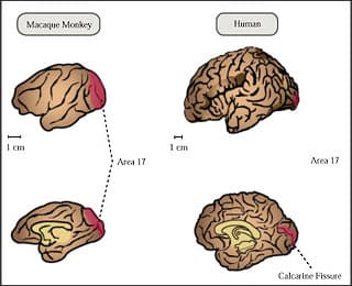 Primary visual cortex of the brain for human and monkey.