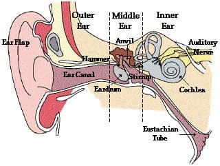 A diagram of the inner ear: ear flap, outer ear, ear canal, hammer, eardrum, anvil, middle ear, stirrup, Eustachian tube, cochlea, auditory nerve, inner ear.
