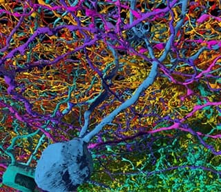 Colorful neurons are tangled around each other.